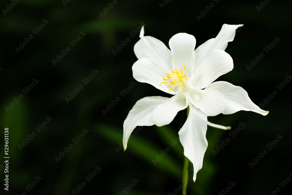 Fototapeta premium Columbine