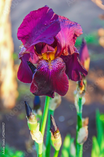 Fototapeta Naklejka Na Ścianę i Meble -  iris flowers, a beautiful spring flower bright color