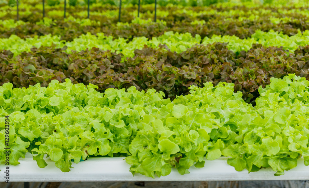 Growing organic vegetables without soil. Growing organic vegetables without soil.