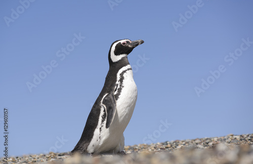 Magallanic Penguin (Spheniscus Magallanicus), Atlantic Coast, Patagonia, Argentina. 