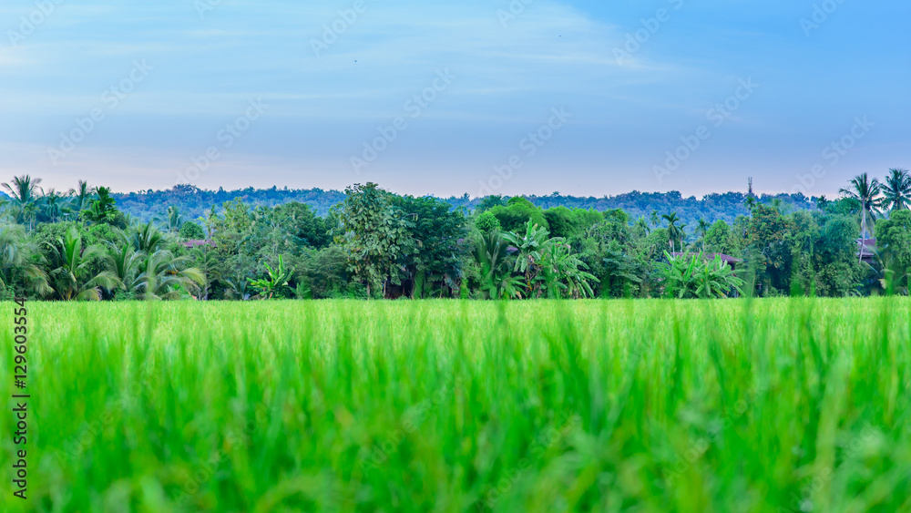 Naklejka premium Traditional farmer's hut in the rice field , Chiangmai, Thailand