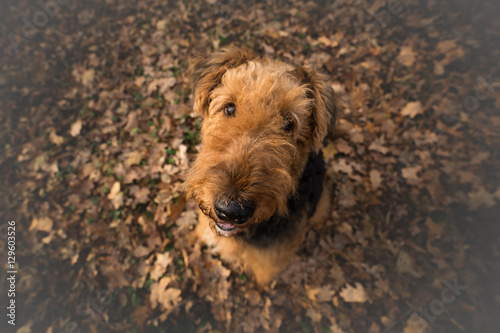 Airedale Terrier Dog in looking at the camera
