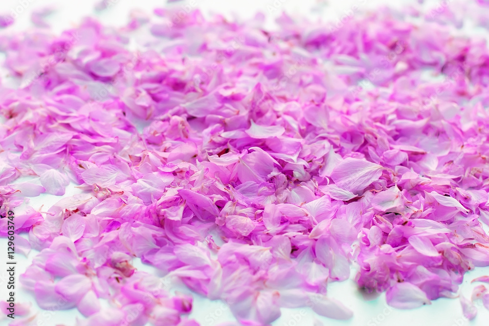 Obraz premium Pink rose petals as a background.