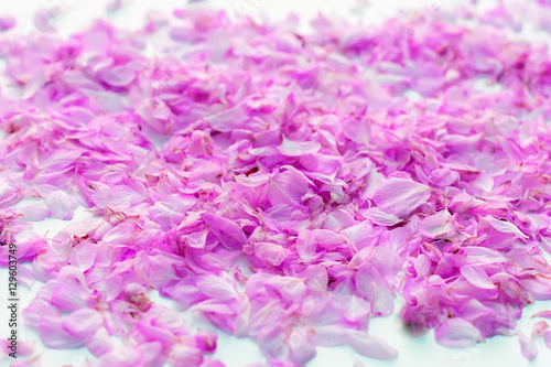 Pink rose petals as a background.