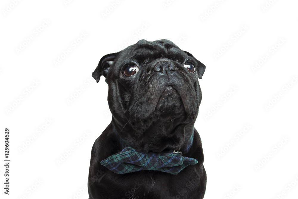Portrait of black pug dog wearing bow. Isolated on white background.