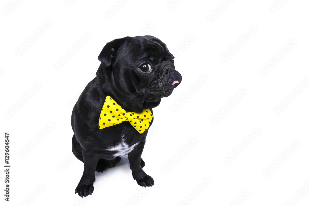 Funny eye look pug dog with yellow bow. Isolated White background