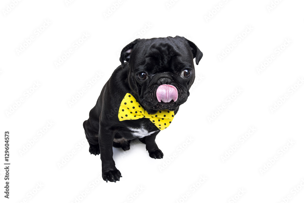 Black pug dog with tongue wearing yellow bow. Isolated on white background.