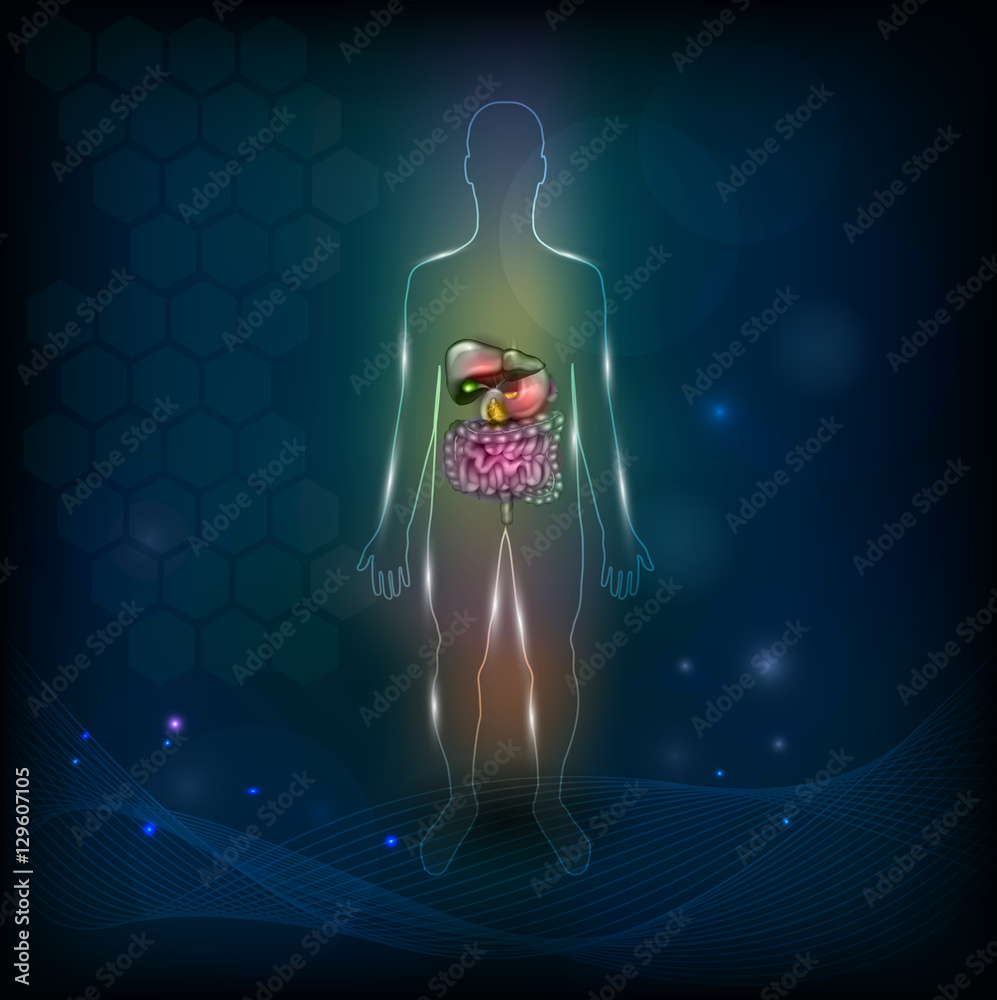 Human silhouette anatomy of internal organs, detailed illustration on ...