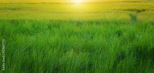 Green grass field in soft sunset