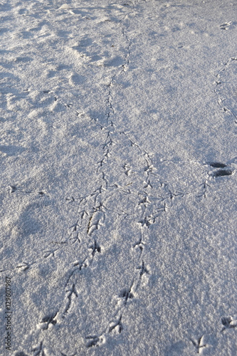 Birds traces on snow