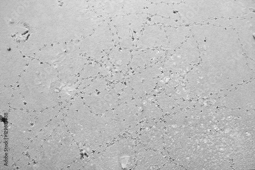 Birds traces on fresh snow