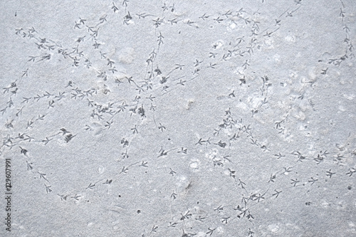 Bird tracks in the snow