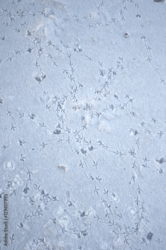 Bird footprints on the first snow