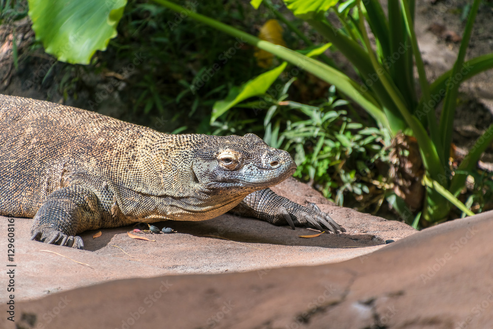 Fototapeta premium Komodo dragon