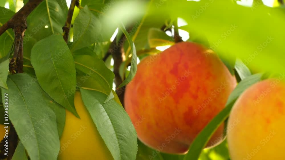 Camera moves through green leaves on peach tree and focuses on one big orange fruit, summer time, orchard. Close up, shallow DOF, 4K Ultra HD.