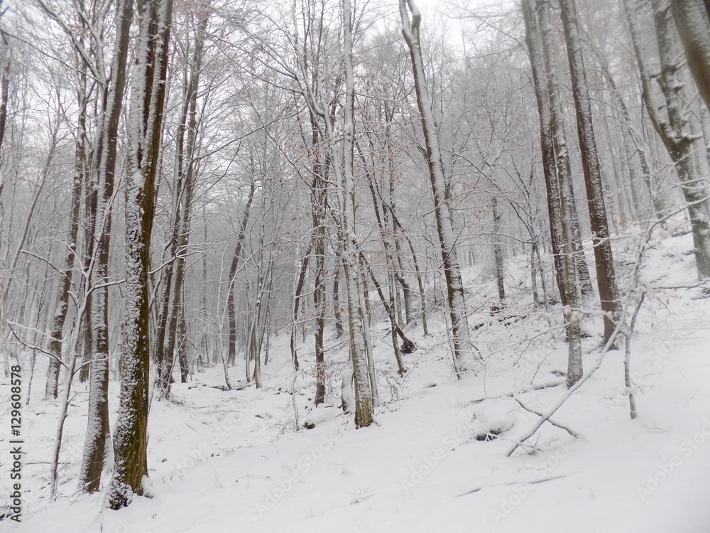 Snowy forest during winter, many snow in forest Snowy forest during winter, many snow in forest