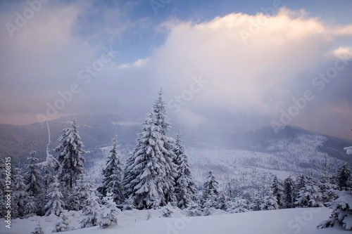 Winter landscape with snow covered forest © erika8213
