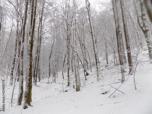 Snowy forest during winter, many snow in forest