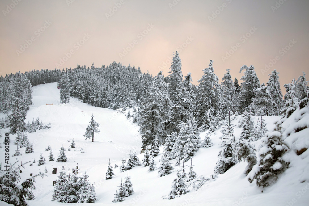 Winter landscape with snow covered forest Winter landscape with snow covered forest