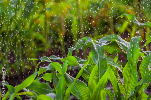 Irrigation of corn stalks. Green background with falling water drops. The stems of the rain drops. Photo with limited depth of field.