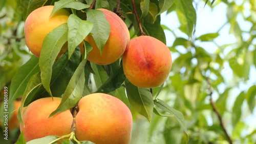 Five yellow-orange peaches on green banch, wind blowing moving leaves, blue sky on backgrounds, bright sunny day, blurred background, peach garden. Close up, shallow DOF, 4K Ultra HD.