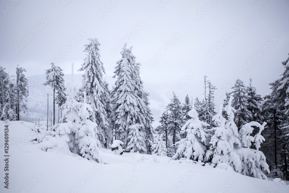 Christmas background with snowy fir trees