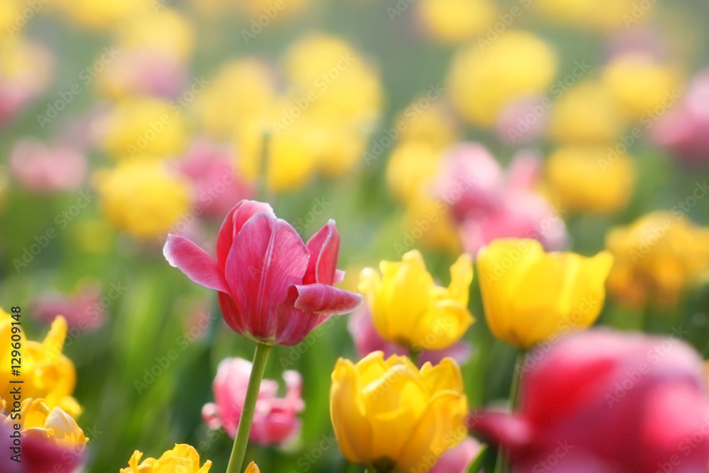 Tulipe Tulipe