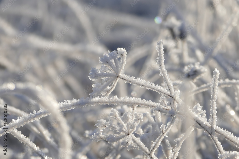 Wiesenkerbel inmitten von Grashalmen von Eis überzogen