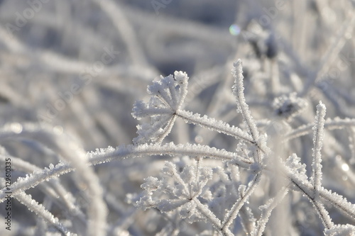 Wiesenkerbel inmitten von Grashalmen von Eis überzogen © funnyhill