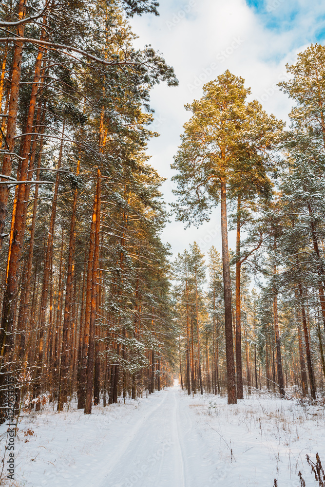 Fototapeta premium Snowy Path, Road, Way Or Pathway In Winter Forest