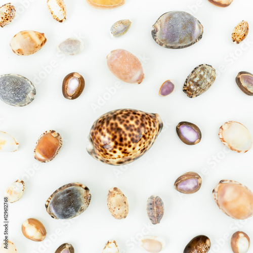 Shells. Flat lay