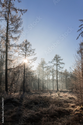Winter Morning in a larch forest. The sun shines on the frozen ground. Just like in a fairy tale.