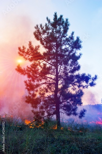 Forest fire. fallen tree is burned to the ground a lot of smoke when vildfire.