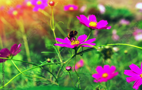 insect bumble bee pollinates flower at sunset.