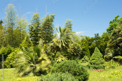 Beautiful Spring Tropical Garden Or Forest Woods. Nobody. Summer