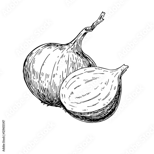Onion hand drawn vector illustration. Isolated Vegetable engraved style object.