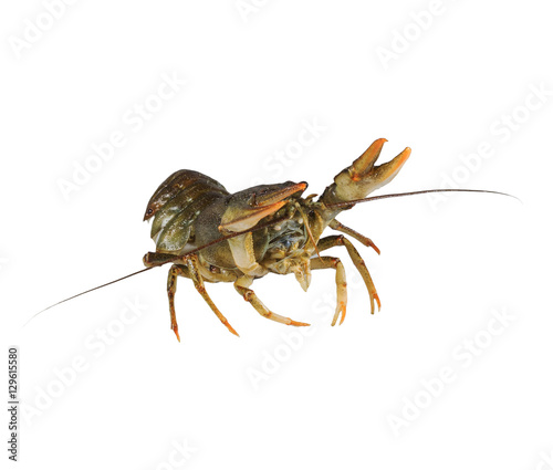 Living green crayfish isolated on white background.