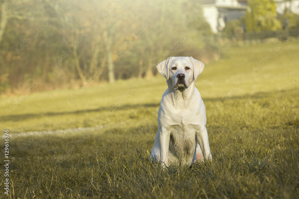 Junger weißer reinrassiger Labrador Retriever Hund sitzt auf einer Wiese