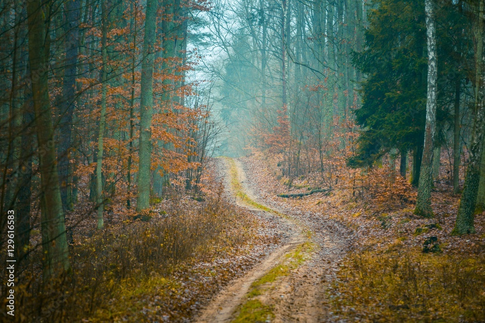 Fototapeta premium Fall forest with beautiful colors and sandy road
