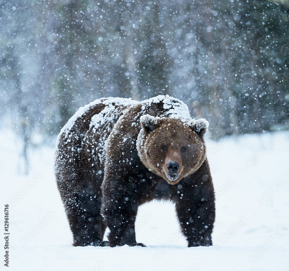 Fototapeta premium brown bear walking in the snow