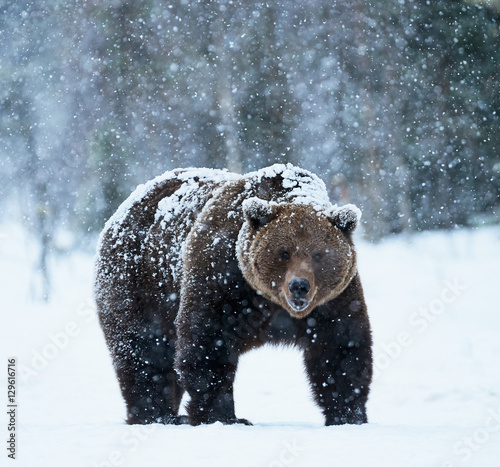 brown bear walking in the snow