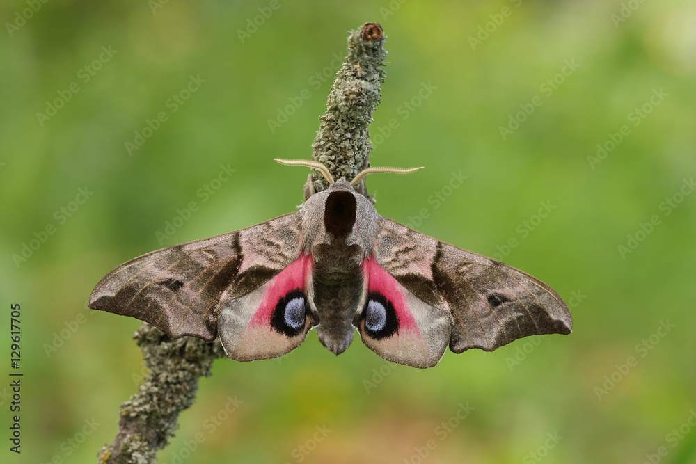 Fototapeta premium Eyed Hawkmoth(Smerinthus ocellatus)