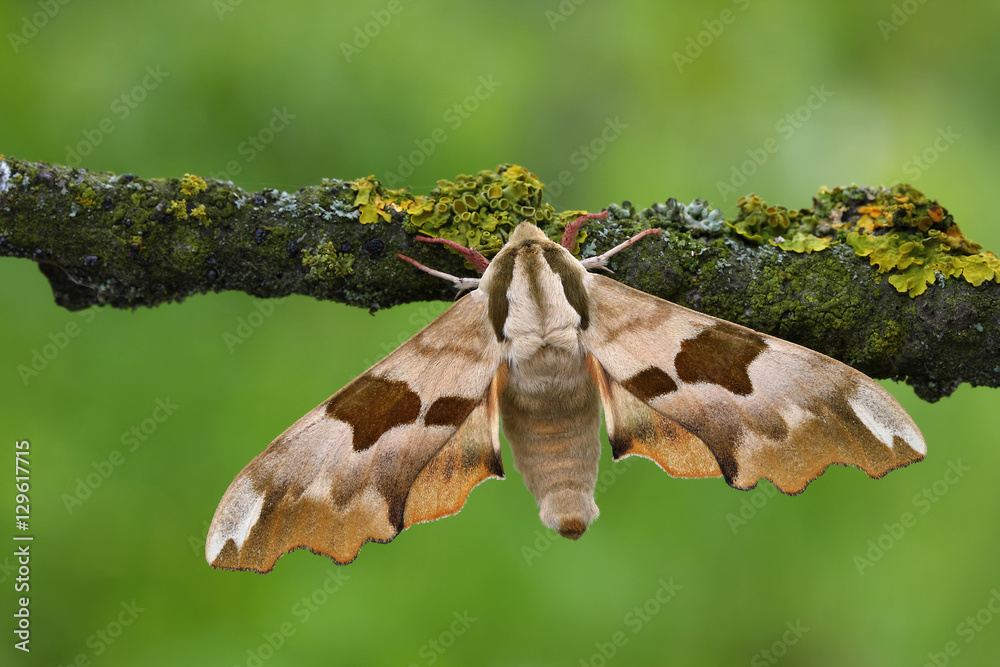 Obraz premium Lime hawk moth(Mimas tiliae)