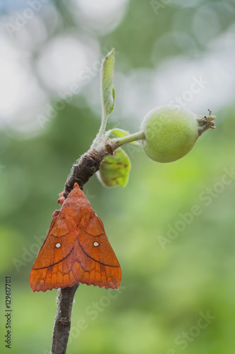 Plum Lappet (Odonestis pruni)