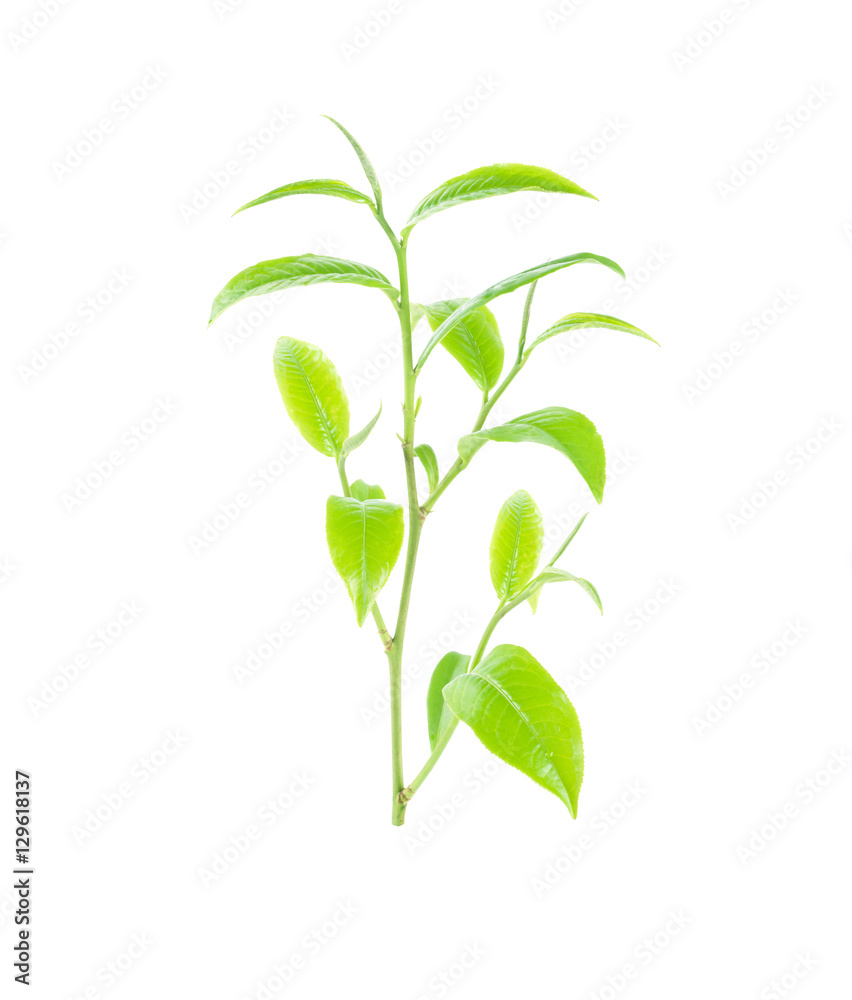 Fototapeta premium green tea leaf isolated on white background