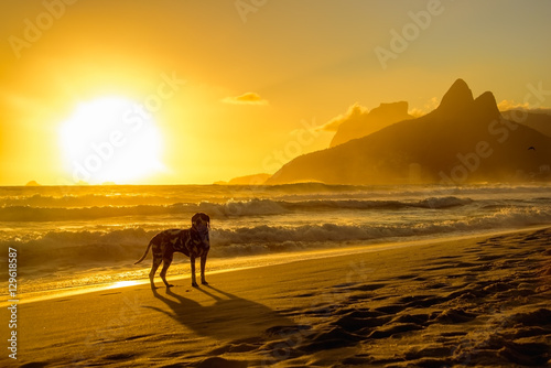 Dalmatian dog looking in front and standing at edge of Atlantic Ocean on the background of beautiful golden sunset, Dois Irmaos Mountain and Pedra da Gavea at Ipanema beach, Rio de Janeiro, Brazil