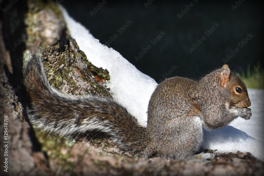 squirrel squirrel