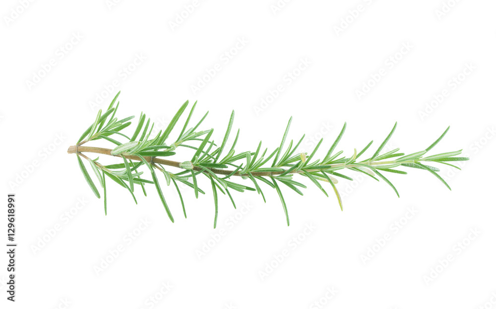 Twig of rosemary on a white background Twig of rosemary on a white background