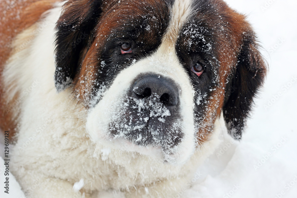 Saint Bernard dog portrait in winter Saint Bernard dog portrait in winter