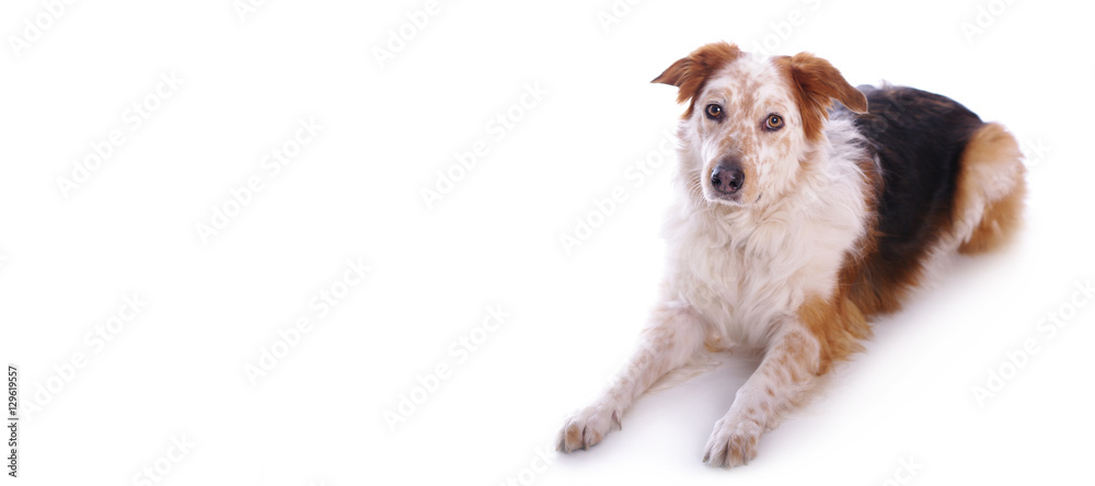 Fototapeta premium Hund vor weißem Hintergrund